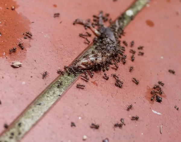 赤い石の地面にアリの多くはカタツムリから昼食を持っています — ストック写真