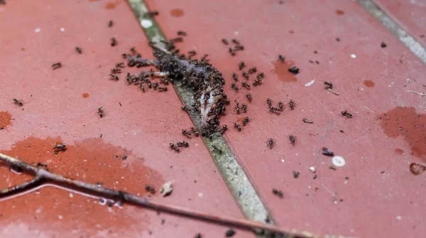 Lots Ants Red Stone Ground Have Lunch Snail Royalty Free Stock Photos