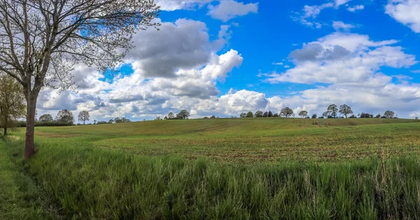 Zöld Mező Táj Panorámás Kilátás Nyílik Egy Angrikulturális Mező Pitypangokkal — Stock Fotó