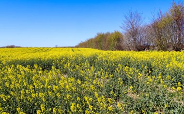 Çiçek açan tecavüz ve ağacın sarı tarlası bulutlu mavi gökyüzüne karşı, fotokopi alanı olan doğal manzara, Almanya Avrupa