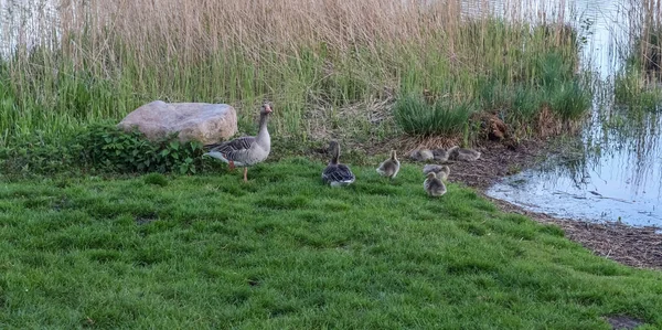 Beautiful Goose Birds Some Small Baby Birds Lake — Stock Photo, Image