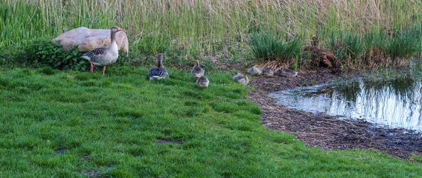 Schöne Gänsevögel Mit Einigen Kleinen Vogelbabys Einem See — Stockfoto