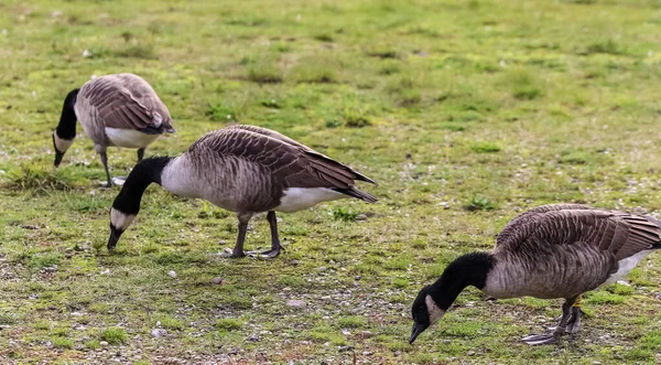 Belos Pássaros Ganso Com Alguns Pequenos Pássaros Bebés Lago — Fotografia de Stock