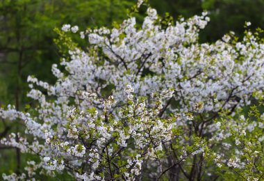Baharın güneşli bir gününde yeşil bir çayırda pembe bir kiraz ağacı olan park..