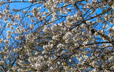 Baharın güneşli bir gününde yeşil bir çayırda pembe bir kiraz ağacı olan park..
