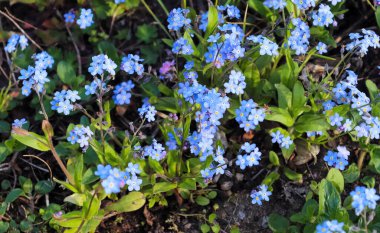 Çayırdaki güzel ve renkli yabani çiçekler.