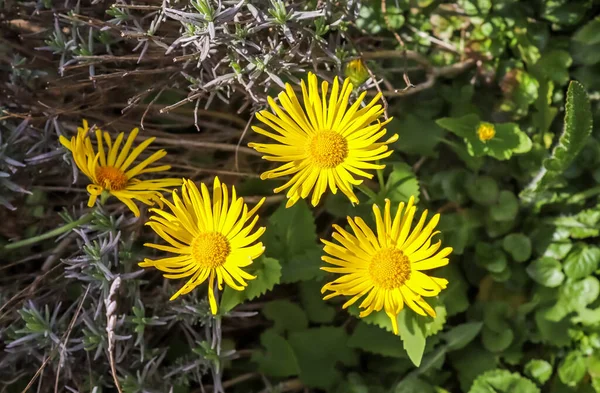 Flores Selvagens Belas Coloridas Prado — Fotografia de Stock