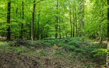 Yoğun yeşil bir ormana güzel bir manzara. Parlak güneş ışığı, derin gölgeler bırakıyor.