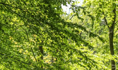 Yoğun yeşil bir ormana güzel bir manzara. Parlak güneş ışığı, derin gölgeler bırakıyor.