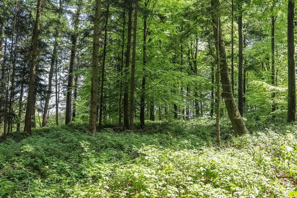 Piękny Widok Gęsty Zielony Las Jasnym Słońcem Rzucając Głęboki Cień — Zdjęcie stockowe