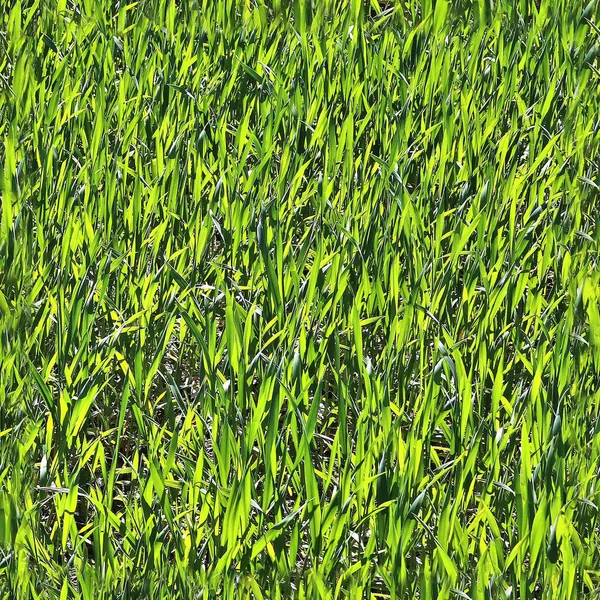 Resolusi Tinggi Foto Tekstur Mulus Yang Realistis Dari Rumput Hijau — Stok Foto