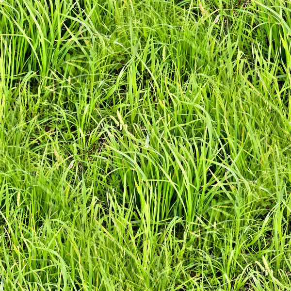 High Resolution Foto Realistic Seamless Texture Green Grass Plants — Stock Photo, Image