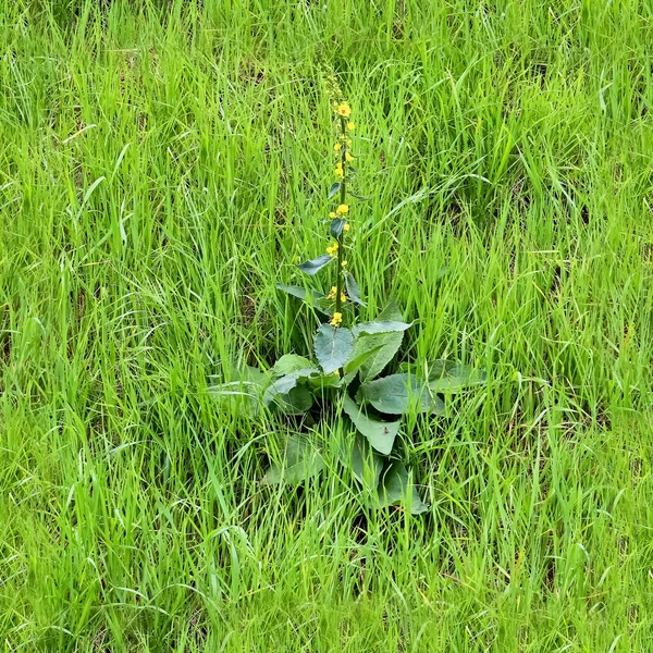 High Resolution Foto Realistic Seamless Texture Green Grass Plants — Stock Photo, Image