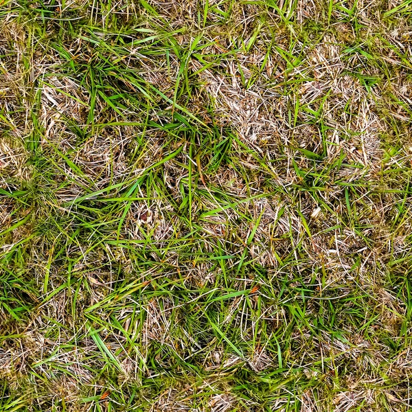 Hochauflösendes Foto Realistische Nahtlose Textur Von Grünem Gras Und Pflanzen — Stockfoto