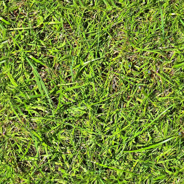 Высокое Разрешение Реалистичная Безморская Текстура Зеленой Травы Растений — стоковое фото