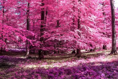 Kızıl ötesi bir ormanın sihirli görüntüsü Mor ve pembe yapraklarla haykırıyor