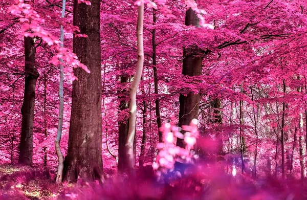 Kouzelný Pohled Infračerveného Lesa Křik Fialovými Růžovými Listy — Stock fotografie