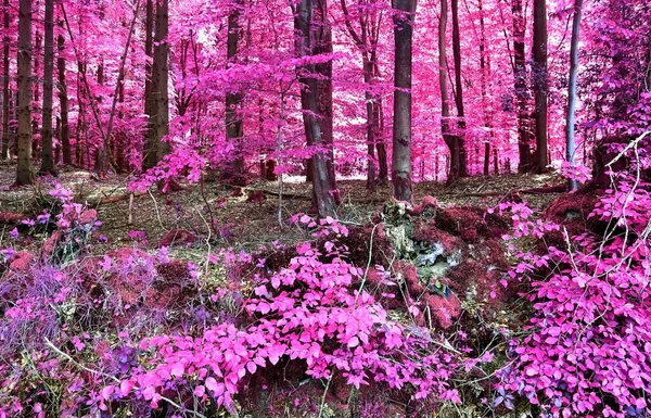 Varázslatos Kilátás Egy Infravörös Erdő Kiáltás Lila Rózsaszín Levelek — Stock Fotó