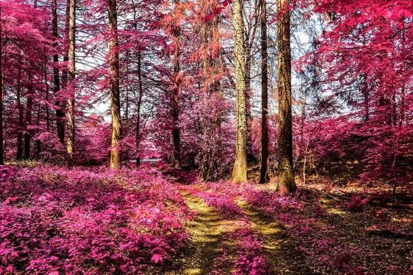 Vista Mágica Bosque Infrarrojo Gritar Con Hojas Púrpura Rosa — Foto de Stock