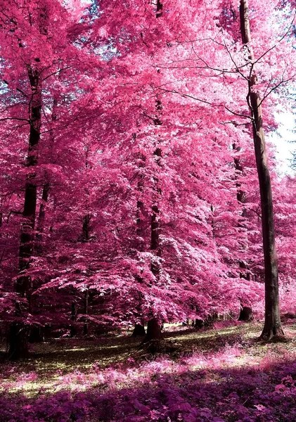 Magiczne Spojrzenie Las Podczerwień Krzyk Fioletowymi Różowymi Liśćmi — Zdjęcie stockowe