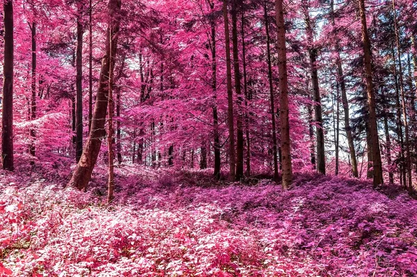 Magisch Uitzicht Een Infrarood Bos Schreeuwen Met Paarse Roze Bladeren — Stockfoto