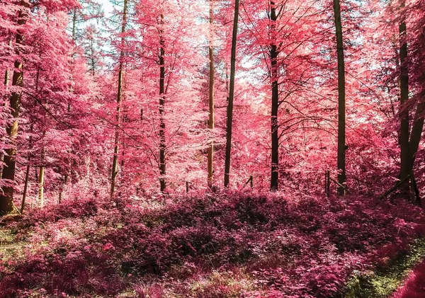 Kouzelný Pohled Infračerveného Lesa Křik Fialovými Růžovými Listy — Stock fotografie