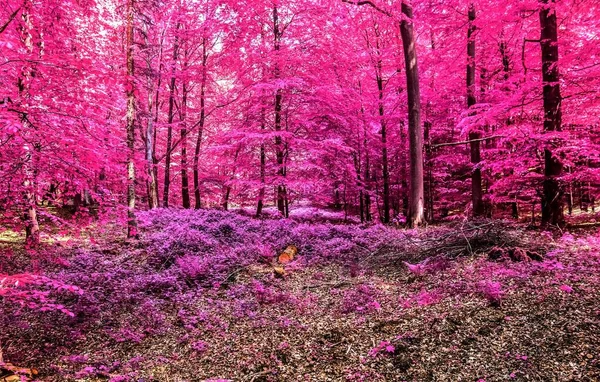 Vue Magique Dans Une Forêt Infrarouge Crier Avec Des Feuilles — Photo