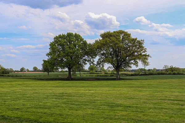 北ヨーロッパで見つかった夏に青い空の緑の牧草地で孤独な古い木 — ストック写真