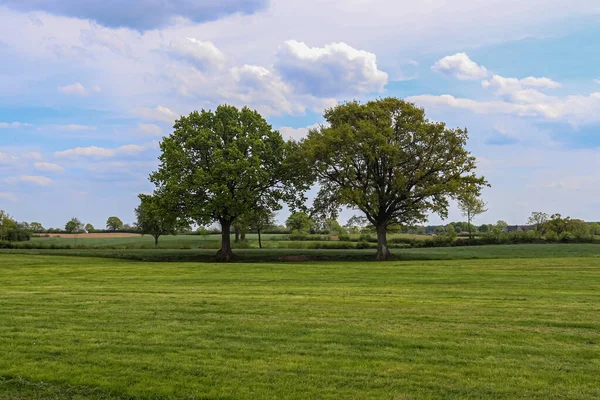 Vieil Arbre Solitaire Sur Une Prairie Verte Avec Ciel Bleu — Photo