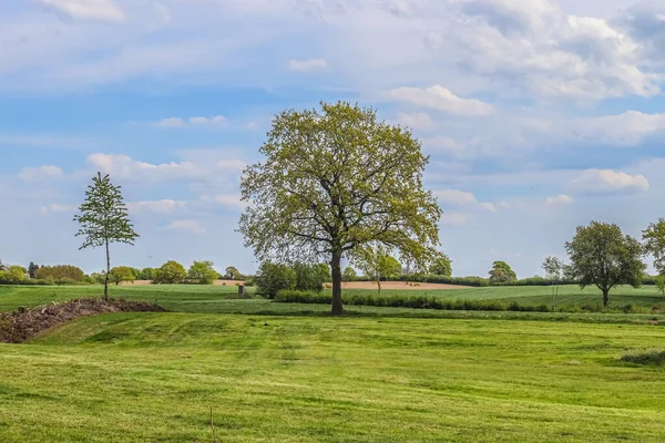 Árvore Velha Solitária Prado Verde Com Céu Azul Verão Encontrado — Fotografia de Stock