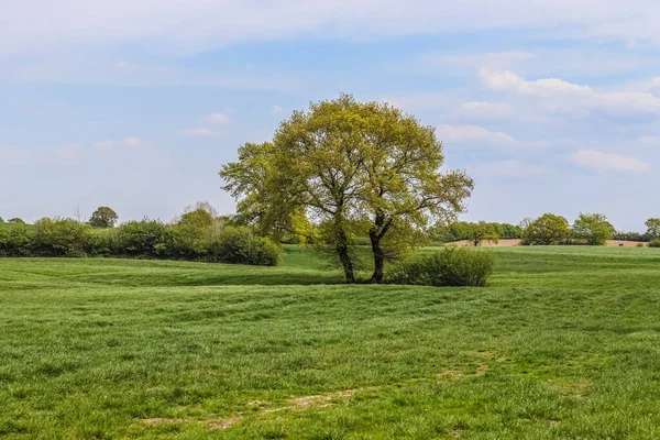 Copac Bătrân Singuratic Pajiște Verde Cer Albastru Timpul Verii Găsit — Fotografie, imagine de stoc