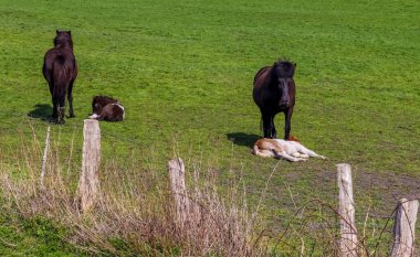 Bir sürü sarı karahindiba ile bir çayırda otlayan kahverengi atlar.