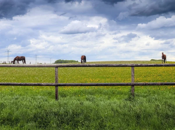 黄色のタンポポがたくさんある牧草地で茶色の馬の放牧 — ストック写真