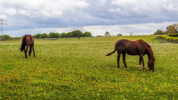 黄色のタンポポがたくさんある牧草地で茶色の馬の放牧 — ストック写真