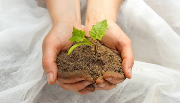 Mãos Humanas Uma Jovem Mulher Segurando Planta Cultivada Sementes Pequena — Fotografia de Stock