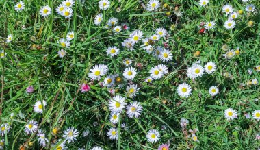 Çiçekli bir yaz arka planında beyaz bir papatya. Leucanthemum vulgare. Çiçekli papatya ve bahçe konsepti güzel bir doğa sahnesinde çiçek açan papatyalarla..