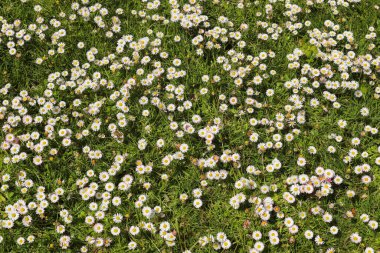 Çiçekli bir yaz arka planında beyaz bir papatya. Leucanthemum vulgare. Çiçekli papatya ve bahçe konsepti güzel bir doğa sahnesinde çiçek açan papatyalarla..