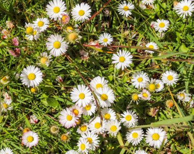 Çiçekli bir yaz arka planında beyaz bir papatya. Leucanthemum vulgare. Çiçekli papatya ve bahçe konsepti güzel bir doğa sahnesinde çiçek açan papatyalarla..