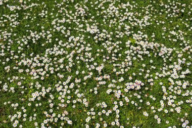 Çiçekli bir yaz arka planında beyaz bir papatya. Leucanthemum vulgare. Çiçekli papatya ve bahçe konsepti güzel bir doğa sahnesinde çiçek açan papatyalarla..