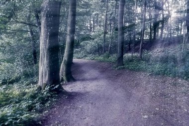 Gizemli peri masalı görüntüsü yumuşak bir bokeh ve güçlü ışık huzmeleri ile sihirli, koyu mavi bir ormana