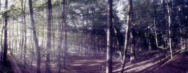 Gizemli peri masalı görüntüsü yumuşak bir bokeh ve güçlü ışık huzmeleri ile sihirli, koyu mavi bir ormana