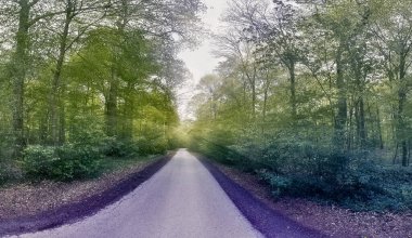 Gizemli peri masalı görüntüsü yumuşak bir bokeh ve güçlü ışık huzmeleri ile sihirli, koyu mavi bir ormana
