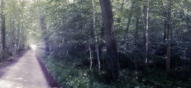 Gizemli peri masalı görüntüsü yumuşak bir bokeh ve güçlü ışık huzmeleri ile sihirli, koyu mavi bir ormana