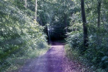 Gizemli peri masalı görüntüsü yumuşak bir bokeh ve güçlü ışık huzmeleri ile sihirli, koyu mavi bir ormana