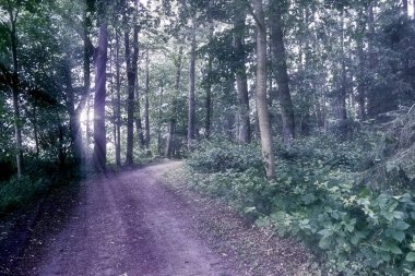 Gizemli peri masalı görüntüsü yumuşak bir bokeh ve güçlü ışık huzmeleri ile sihirli, koyu mavi bir ormana