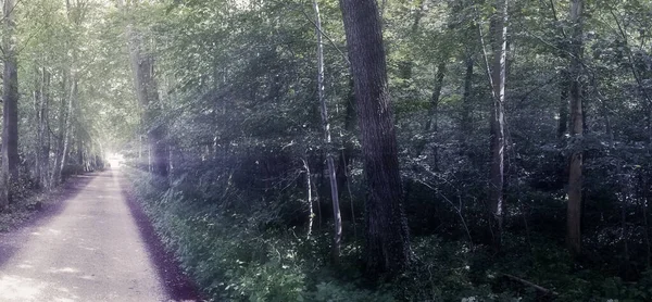 Gizemli peri masalı görüntüsü yumuşak bir bokeh ve güçlü ışık huzmeleri ile sihirli, koyu mavi bir ormana