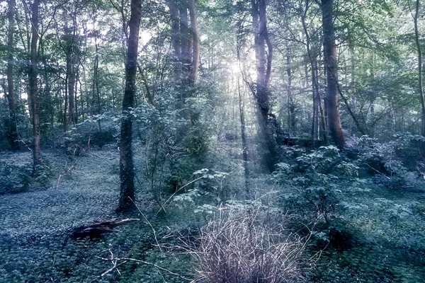 Таємничий Вид Казку Чарівний Темно Синій Ліс Яким Боке Сильними — стокове фото