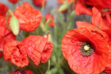 Kırmızı haşhaş. Kırmızı çiçekler