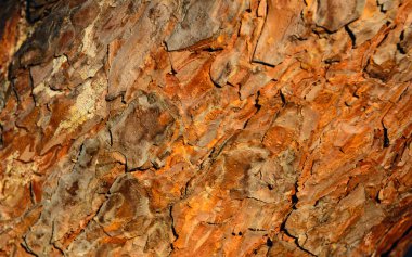 Çam kabuğu güneş tarafından aydınlatılır. Kavram - doğal arka plan, kabuk.