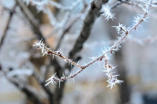 Grene Råfrost Sløret Baggrund Koncept Naturlig Skønhed Overskyet Frostklar Morgen - Stock-foto